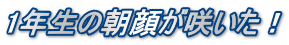 1N̒炪炢I
