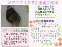 17 ページ