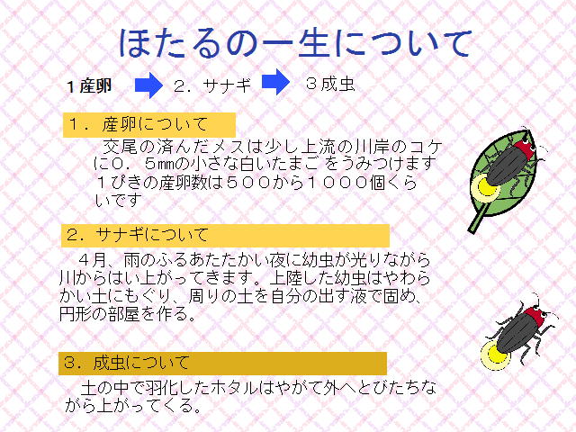 11ページ