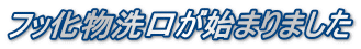 フッ化物洗口が始まりました