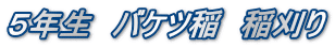 ５年生　バケツ稲　稲刈り